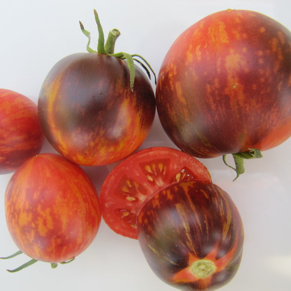 TOMATO 'Persuasion'