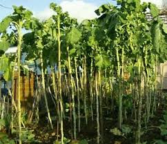 KALE 'Walking Stick'