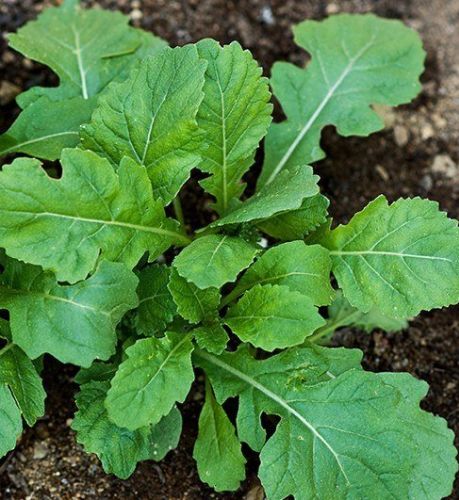 ARUGULA 'Wasabi' --Diplotaxis erucoides--