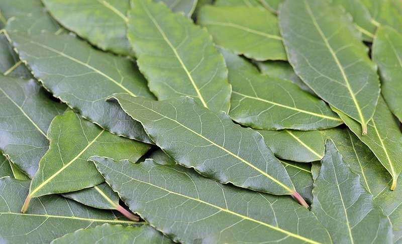 BAY LAUREL --Laurus nobilis--