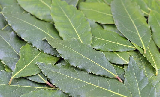 BAY LAUREL --Laurus nobilis--