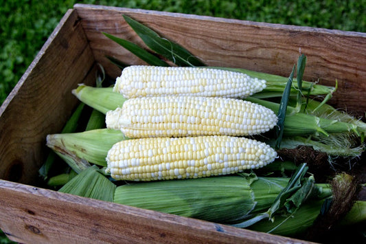 SWEET CORN 'Who Gets Kissed'
