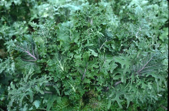 KALE 'Wild Garden'