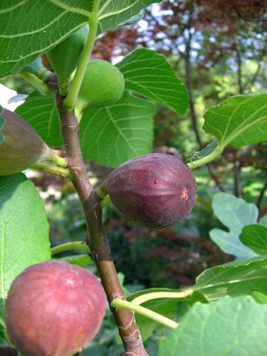 FIG 'Natalina' --Ficus carica--