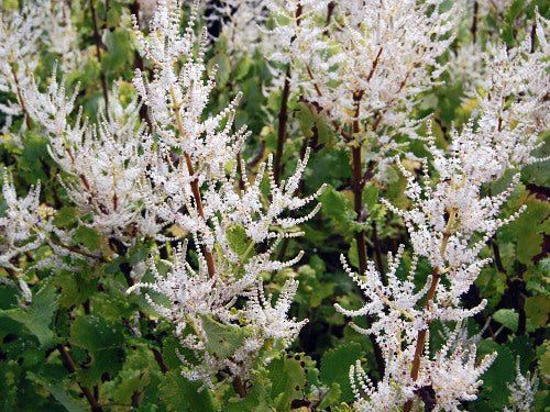 GINGER BUSH --Tetradenia riparia--