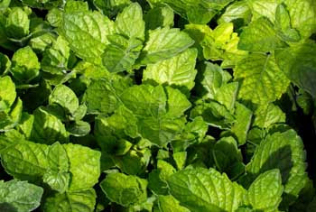 MINT 'Grapefruit' --Mentha piperita 'Grapefruit'--