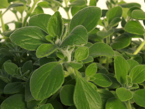 VICKS PLANT --Plectranthus purpuratus--
