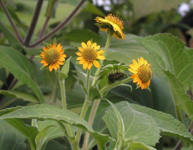 YACON --Smallanthus sonchifolius--