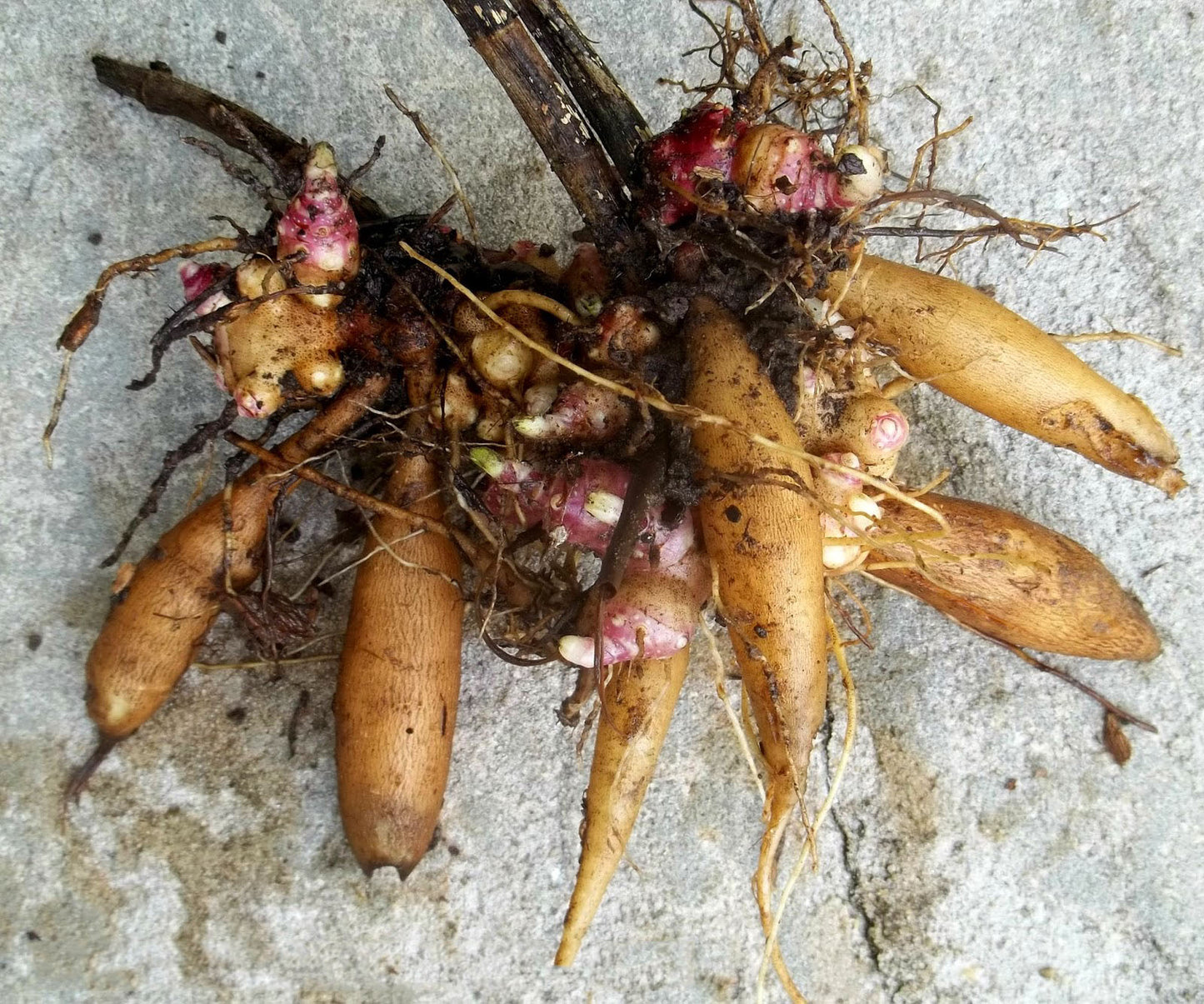 YACON --Smallanthus sonchifolius--