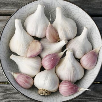 GARLIC 'Zemo' --Allium sativum--