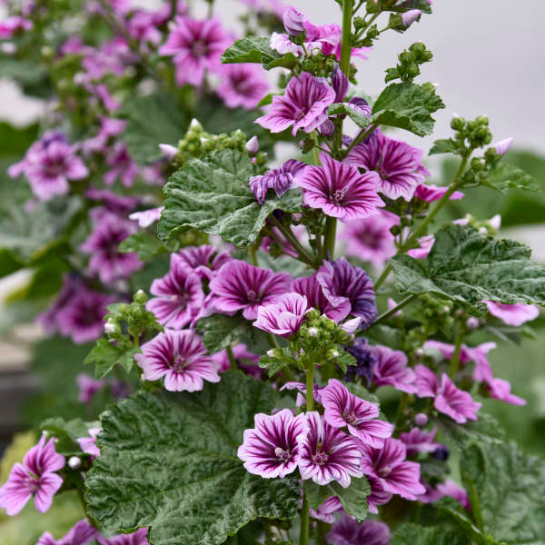 HOLLYHOCK 'French' --Malva sylvestra mauritania--