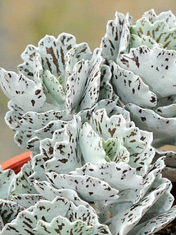 Kalanchoe rhombopilosa --Pies from Heaven--