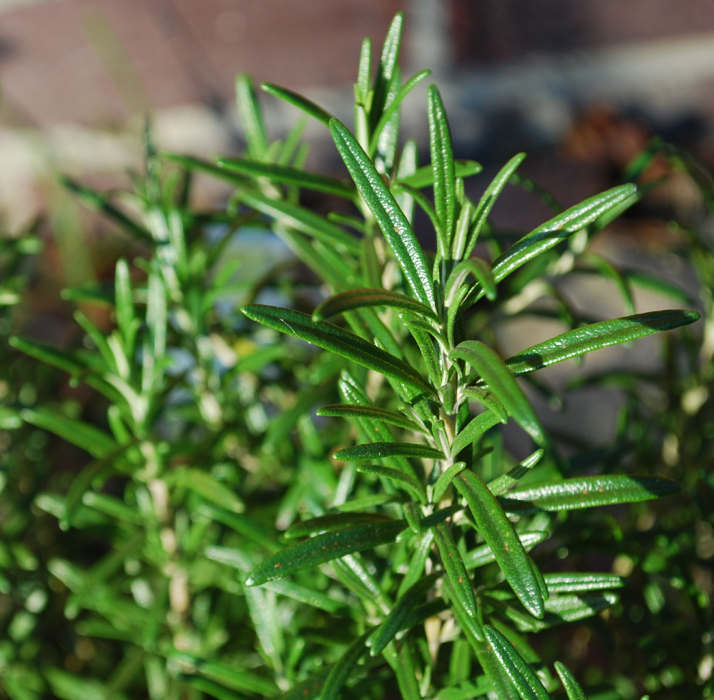 ROSEMARY 'Rex' --Rosmarinus officinalis--