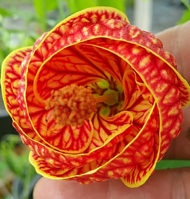 Abutilon --Red Tiger Flowering Maple--