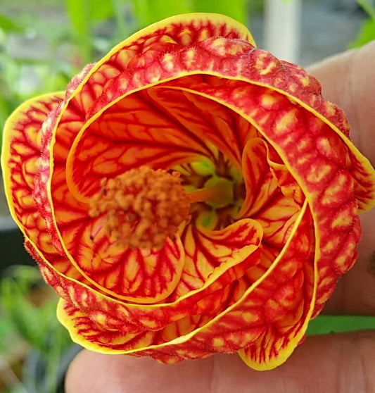 Abutilon --Red Tiger Flowering Maple--