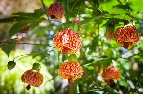 Abutilon --Red Tiger Flowering Maple--