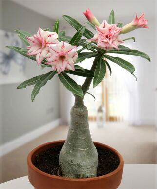 Adenium hybrid --Arrow Desert Rose--