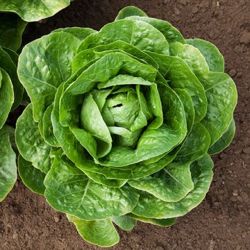 LETTUCE 'Aerostar'