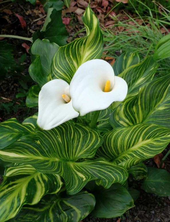 Zantedeschia aethiopica --African Gold Calla Lily--