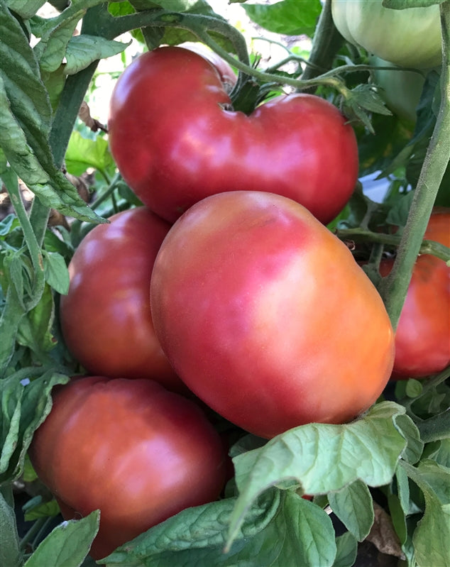 TOMATO 'African Queen'