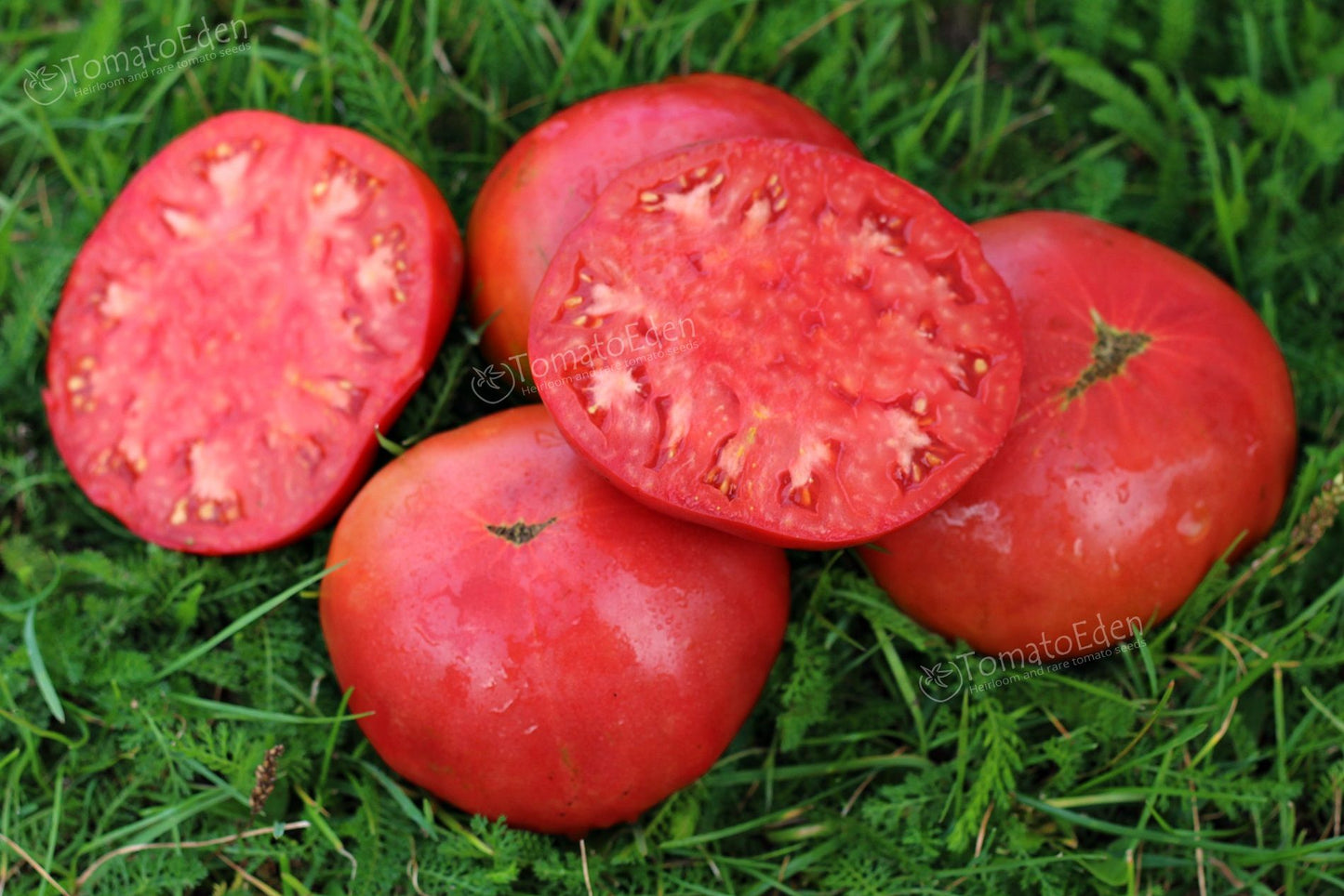 TOMATO 'African Queen'