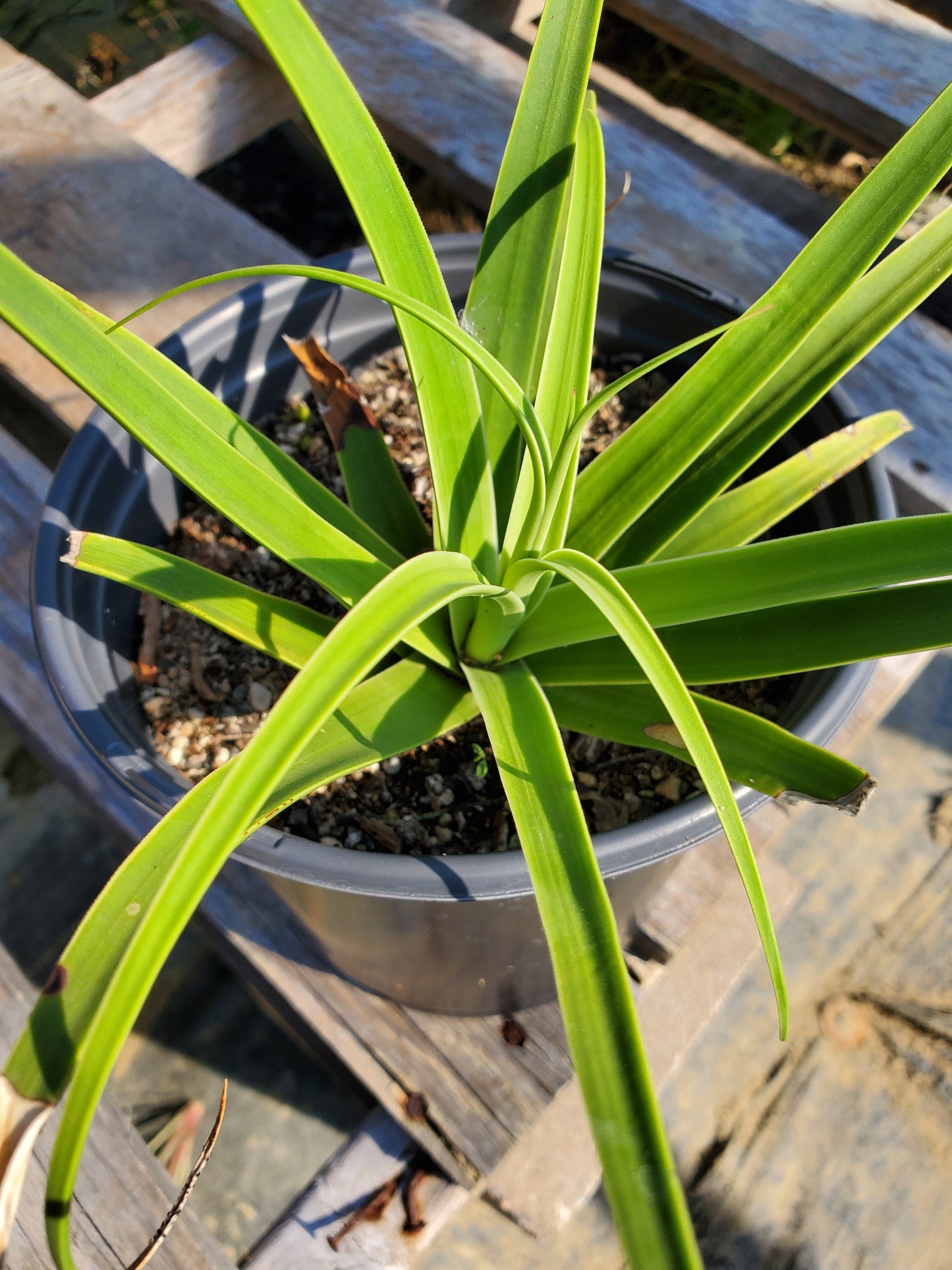Agave bracteosa 'Squid'