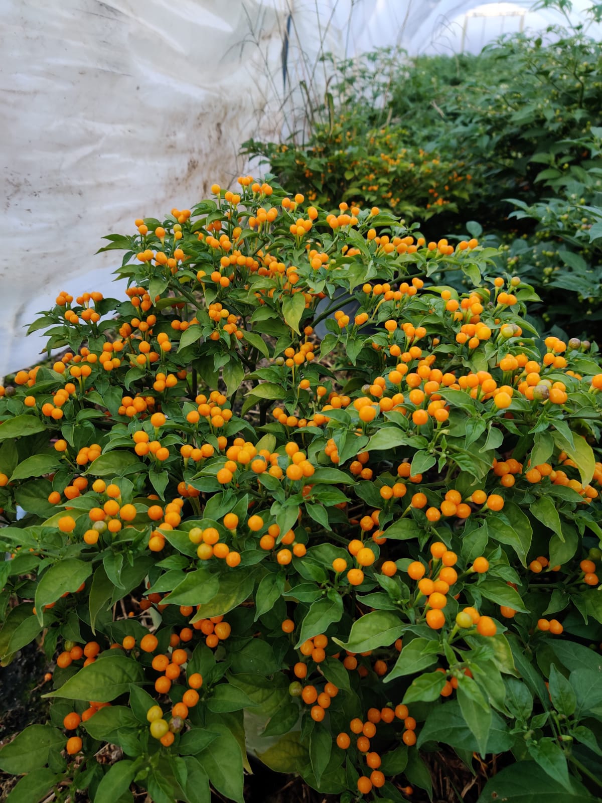 PEPPER 'Ají Charapita' --Capsicum chinense--