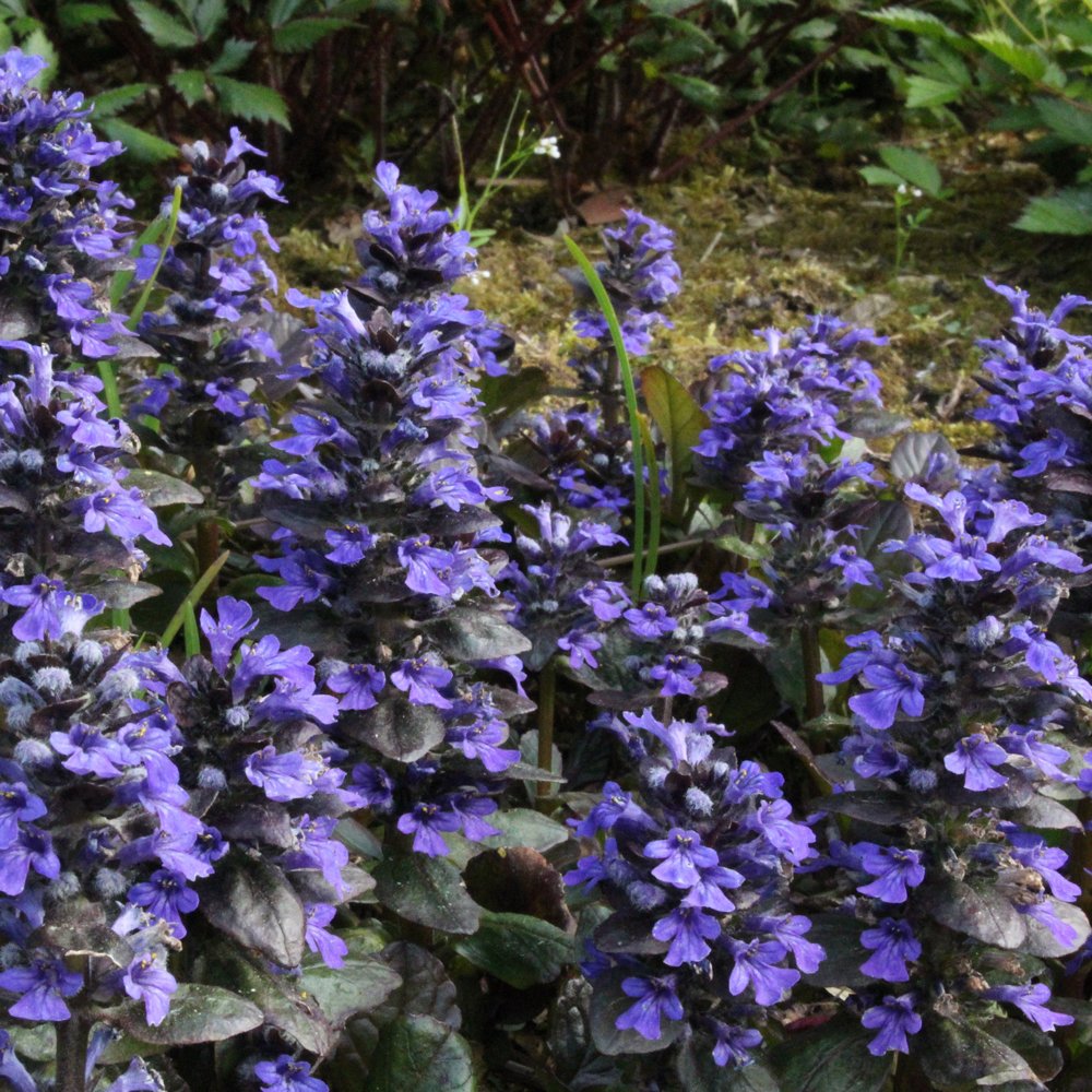 Ajuga Reptans --Catlin's Giant Bugleweed--