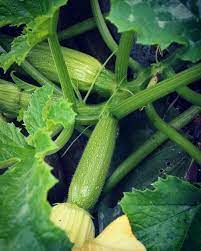 SQUASH 'Alexandria Lebanese'