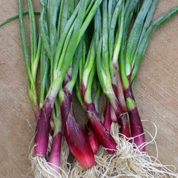 ONION 'Red Welsh' --Allium fistulosum--