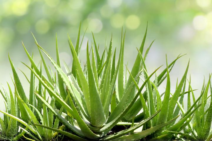 aloe vera plant leaf near me ALOE VERA 'Small-Leaf' --Aloe barbadensis--