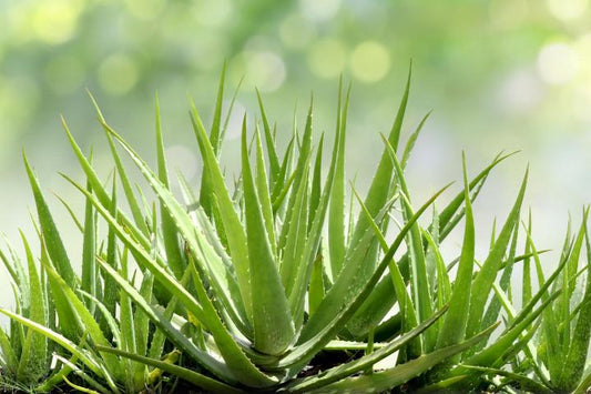 ALOE VERA 'Small-Leaf' --Aloe barbadensis--