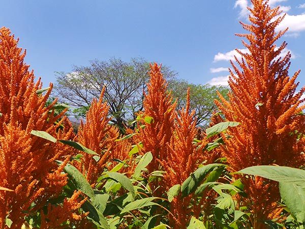 AMARANTH 'Juana's Orange'