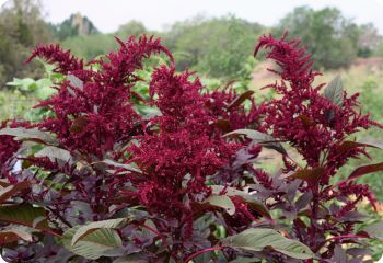 AMARANTH 'Hopi Red Dye'