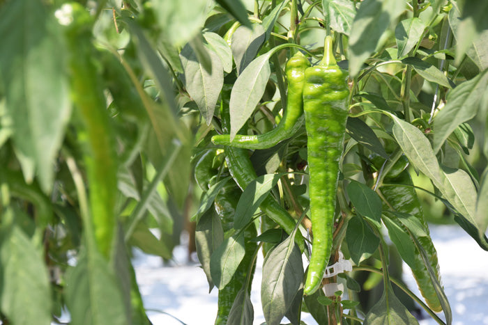 PEPPER 'Manganji'