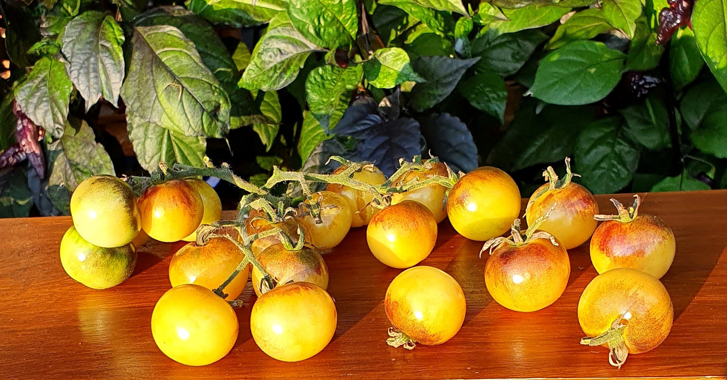 TOMATO 'Amethyst Cream XL Cross F3'