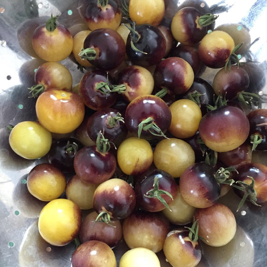 TOMATO 'Amethyst Cream Cherry'