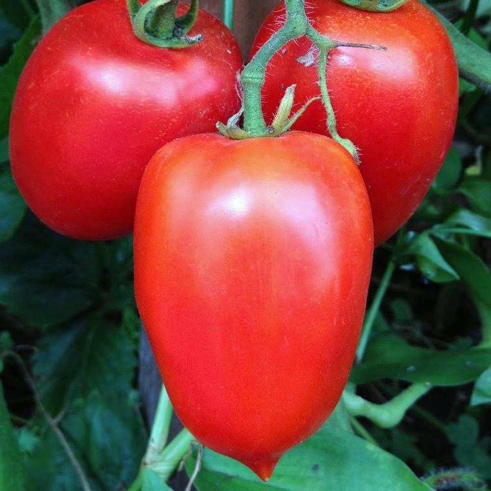 TOMATO 'Amish Paste'
