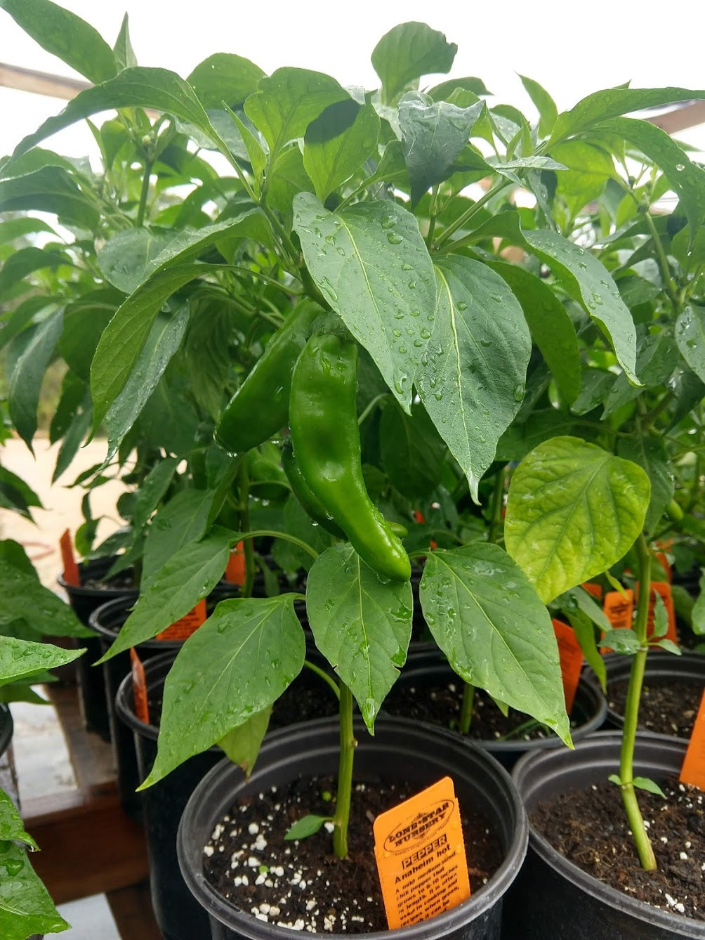 PEPPER 'Anaheim Hot'