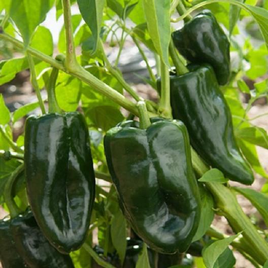 PEPPER 'Ancho Poblano'