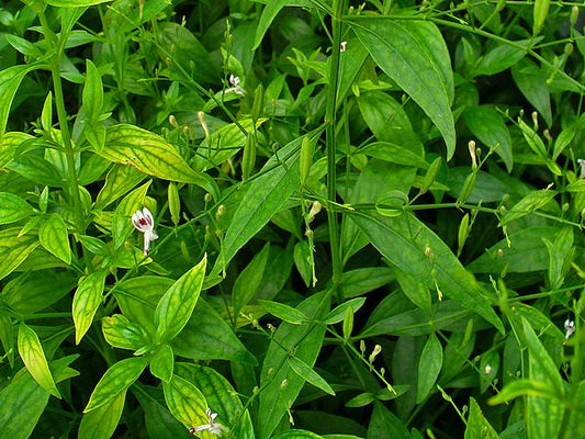 KING OF BITTERS --Andrographis paniculata--