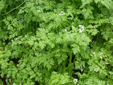 CHERVIL --Anthriscus cerefolium--