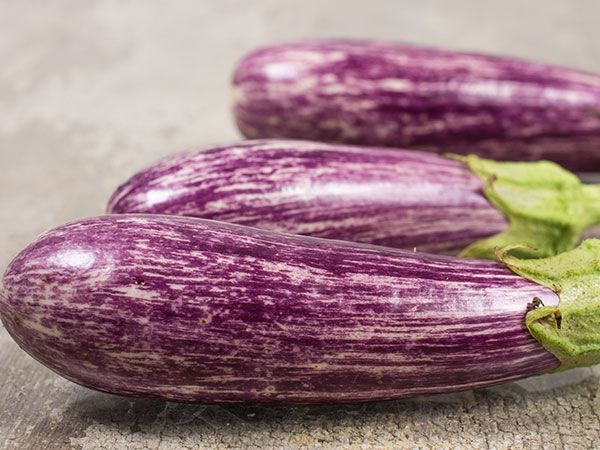 EGGPLANT 'Antigua'