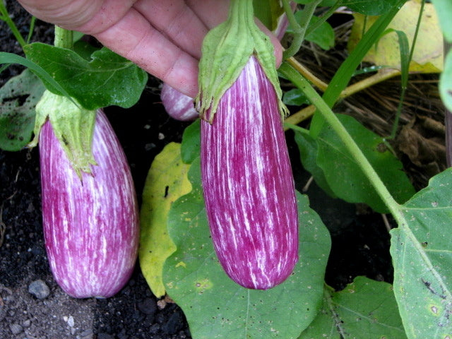 EGGPLANT 'Antigua'
