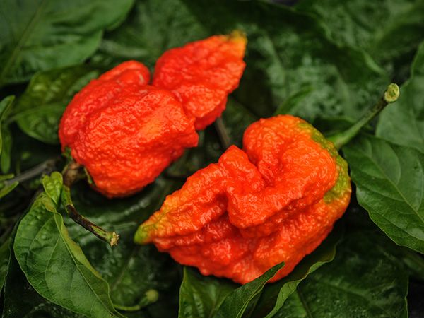 PEPPER 'Apocalypse Scorpion'