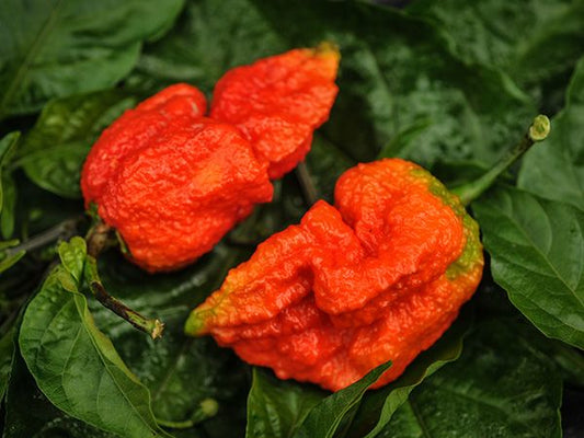 PEPPER 'Apocalypse Scorpion'