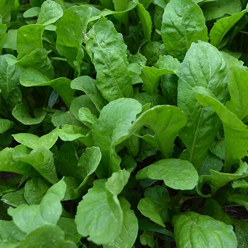 ARUGULA 'Apollo' --Eruca vesicaria--