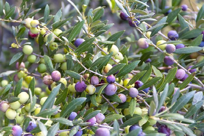OLIVE 'European' --Olea europaea 'Arbequina'--