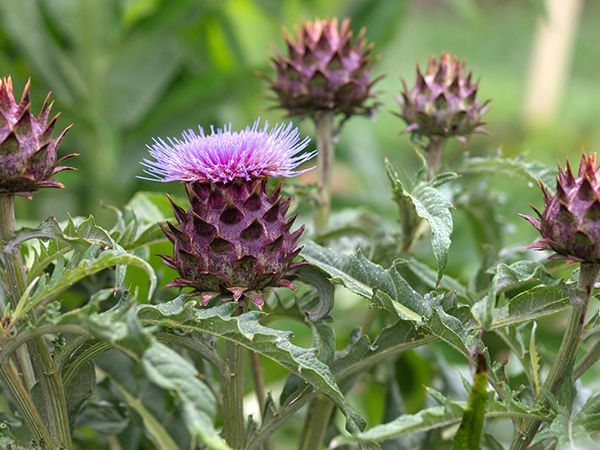 ARTICHOKE 'Violet de Provence'