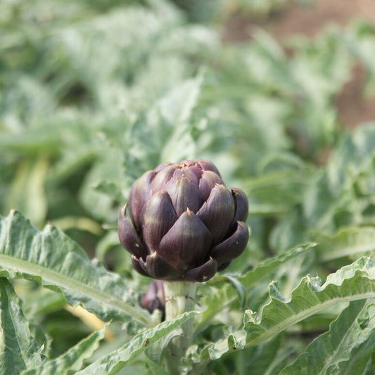 ARTICHOKE 'Colorado Star'